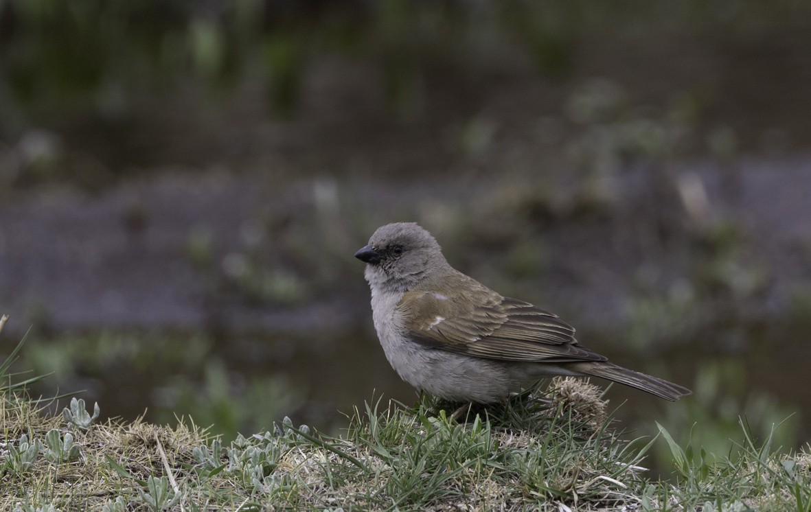 Southern Gray-headed Sparrow - Sergio Rivero Beneitez