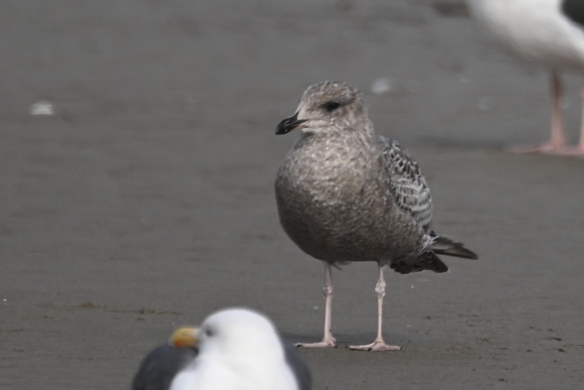 California Gull - ML611882665