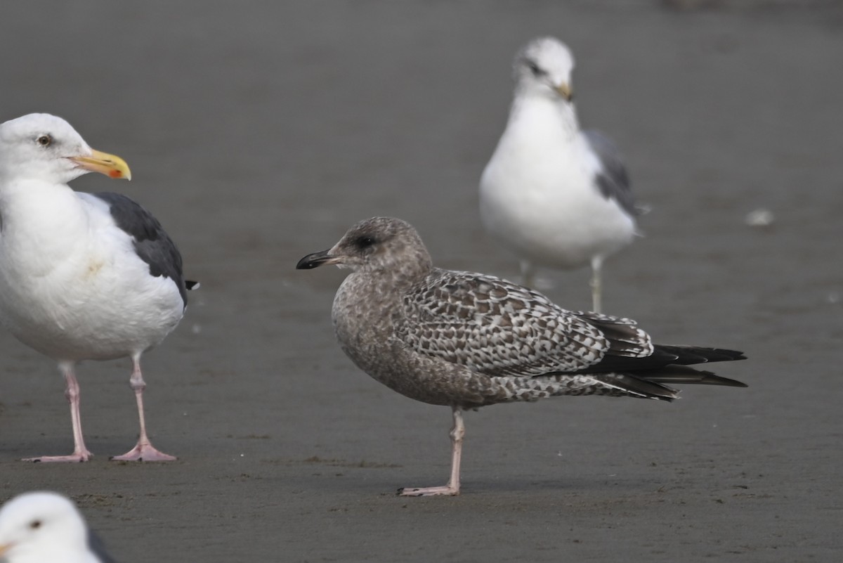 California Gull - ML611882666