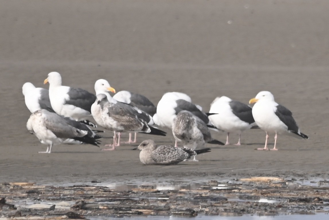California Gull - ML611882667