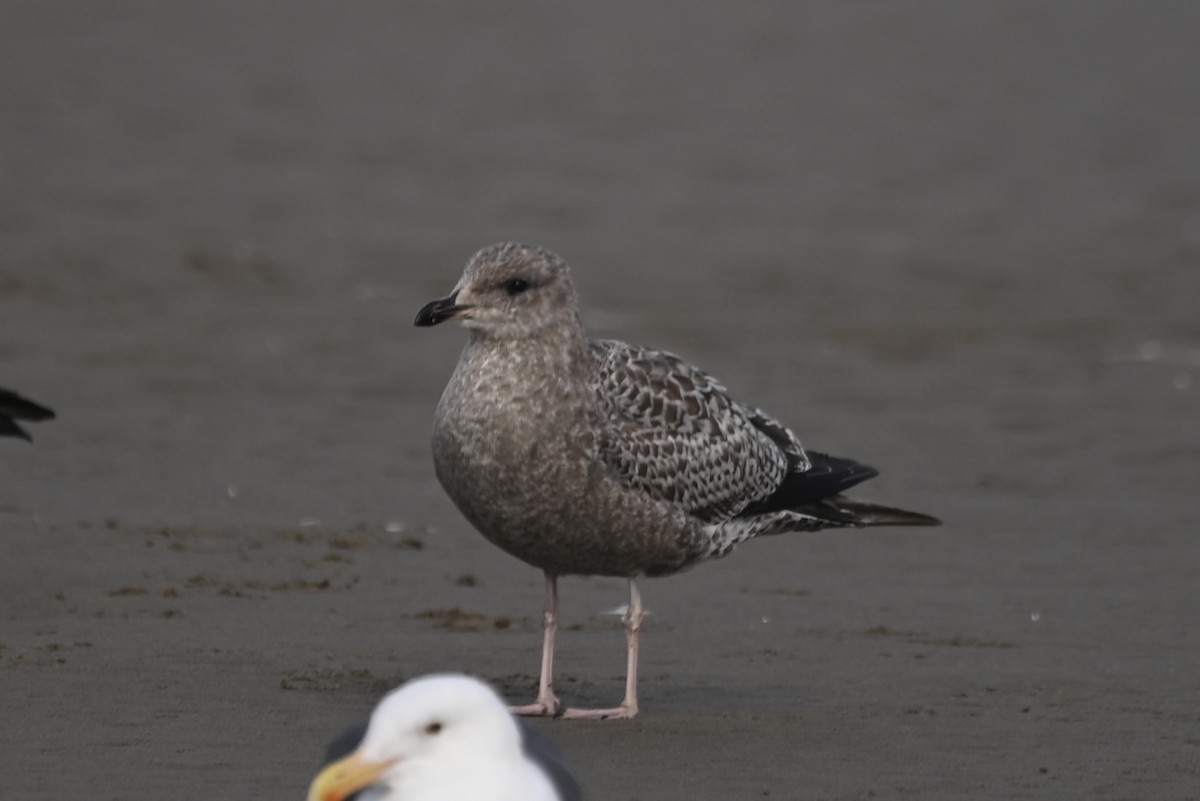 California Gull - ML611882668