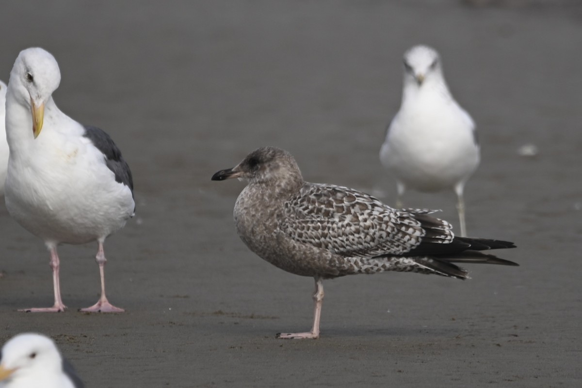 California Gull - ML611882669
