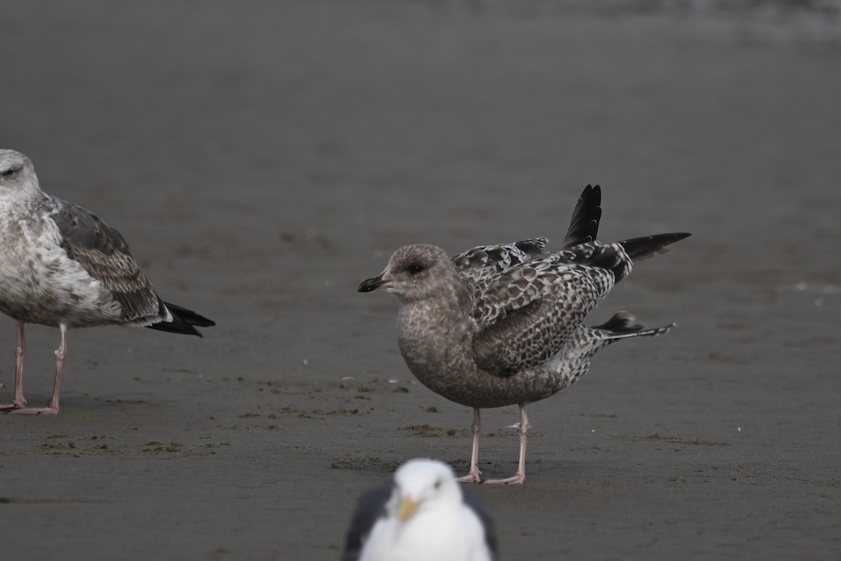 California Gull - ML611882670