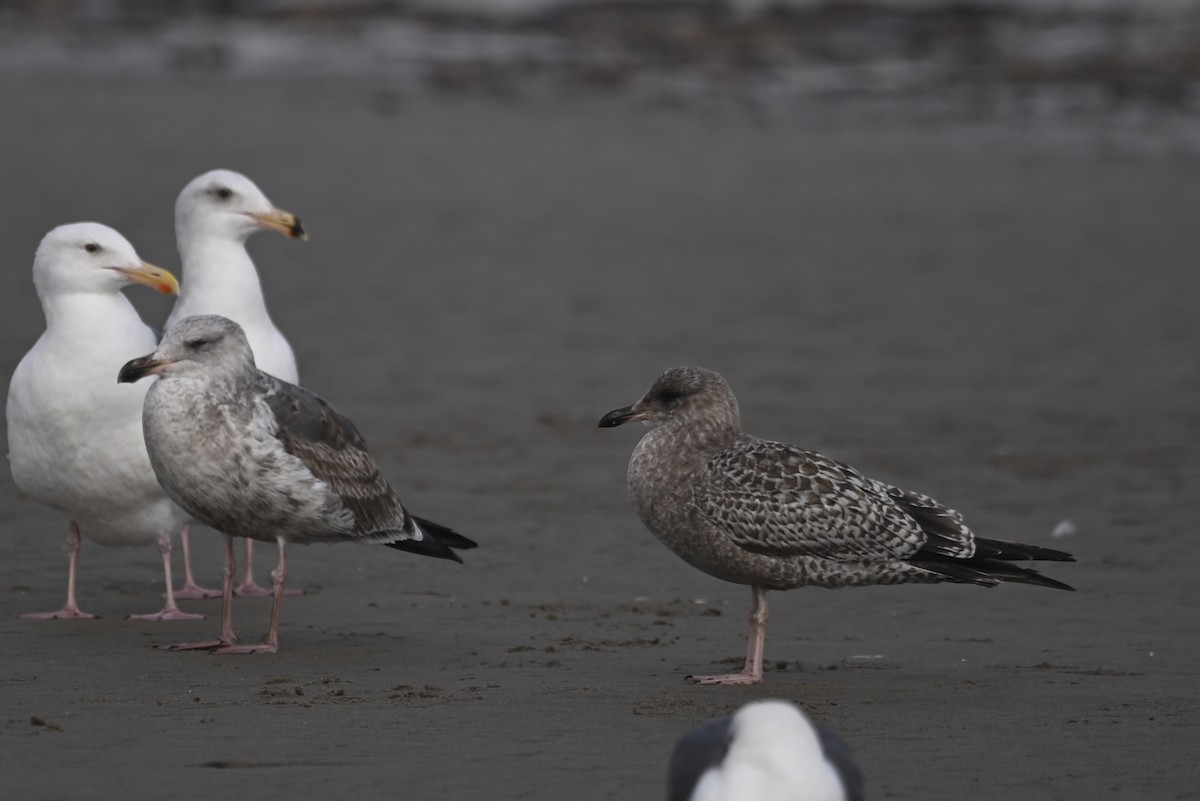 California Gull - ML611882671