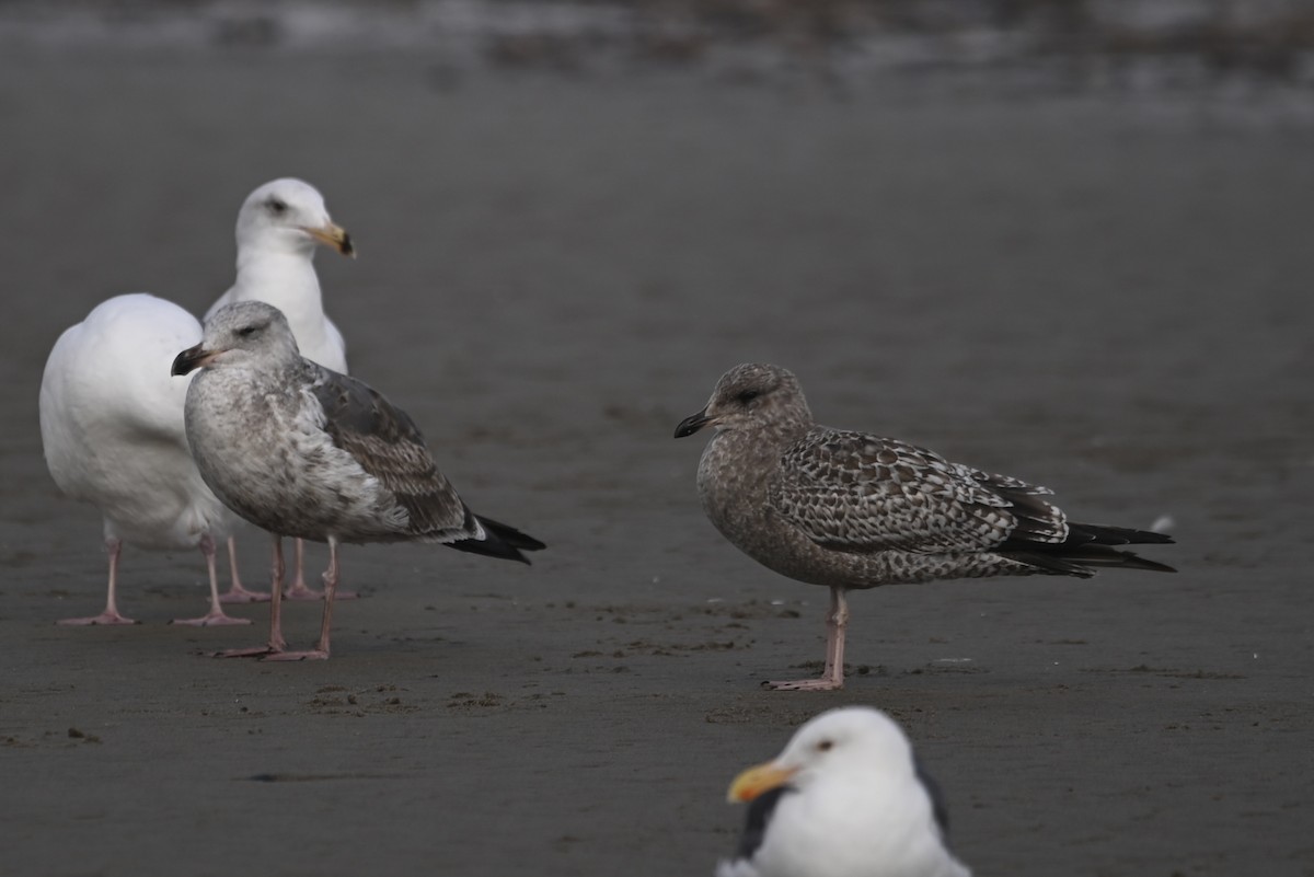 California Gull - ML611882672