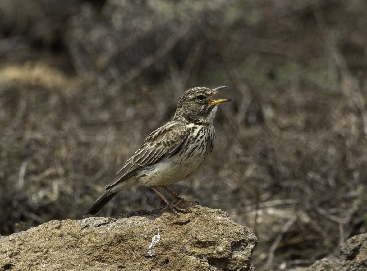 Large-billed Lark - ML611882715