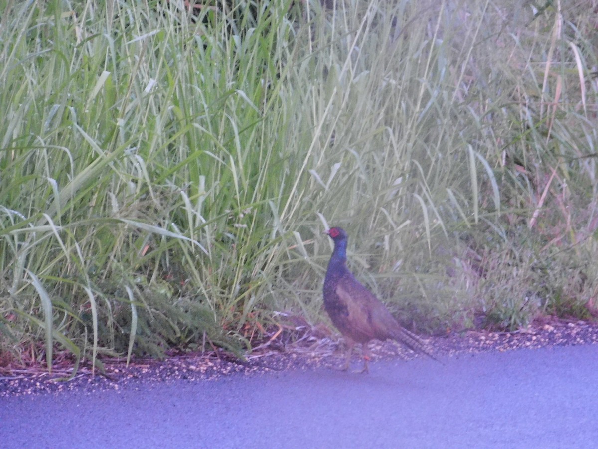 bažant obecný - ML611882718