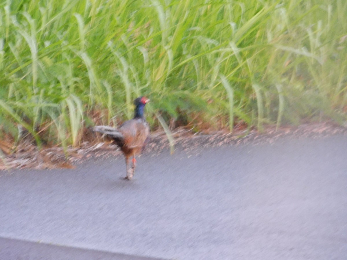 bažant obecný - ML611882719