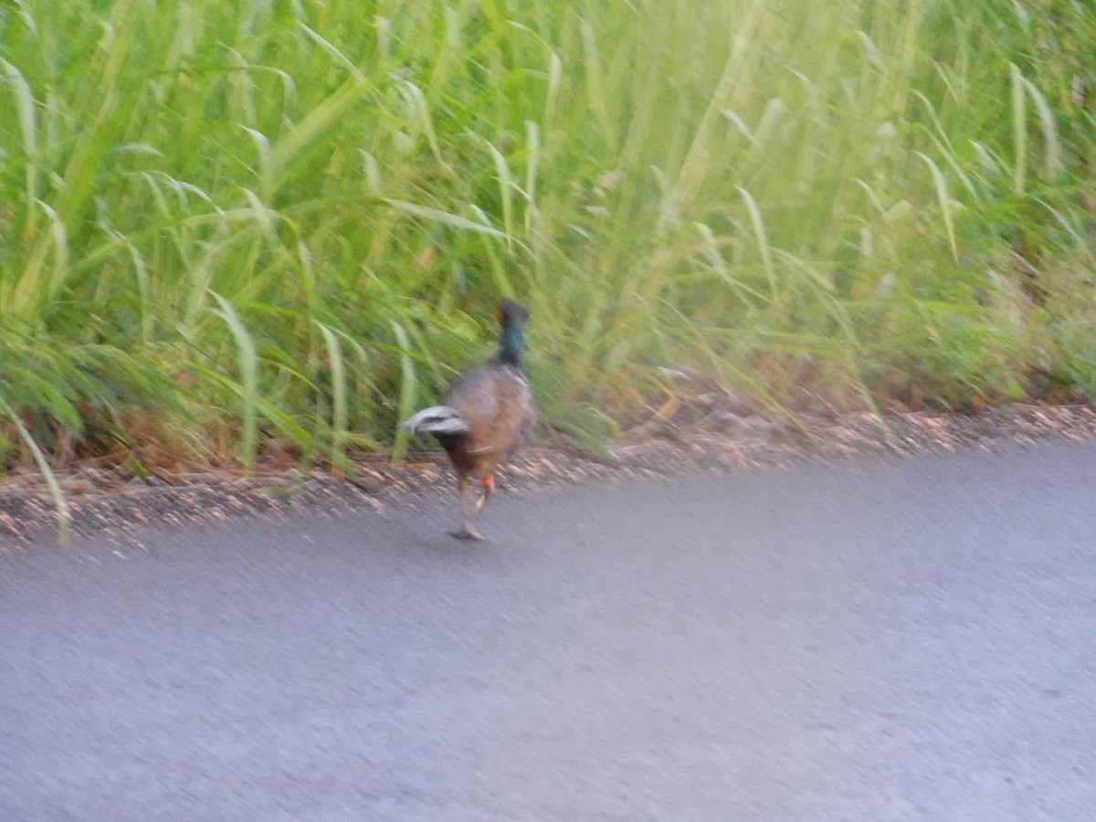 Ring-necked Pheasant - ML611882720
