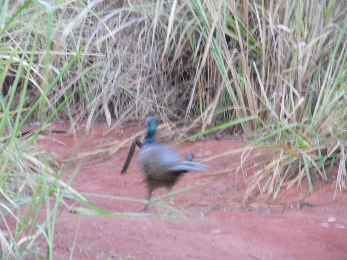 Ring-necked Pheasant - ML611882721