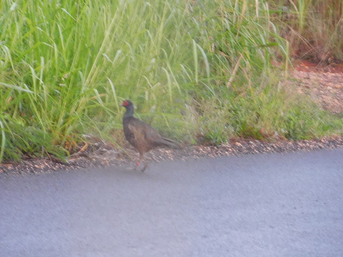 Ring-necked Pheasant - ML611882722