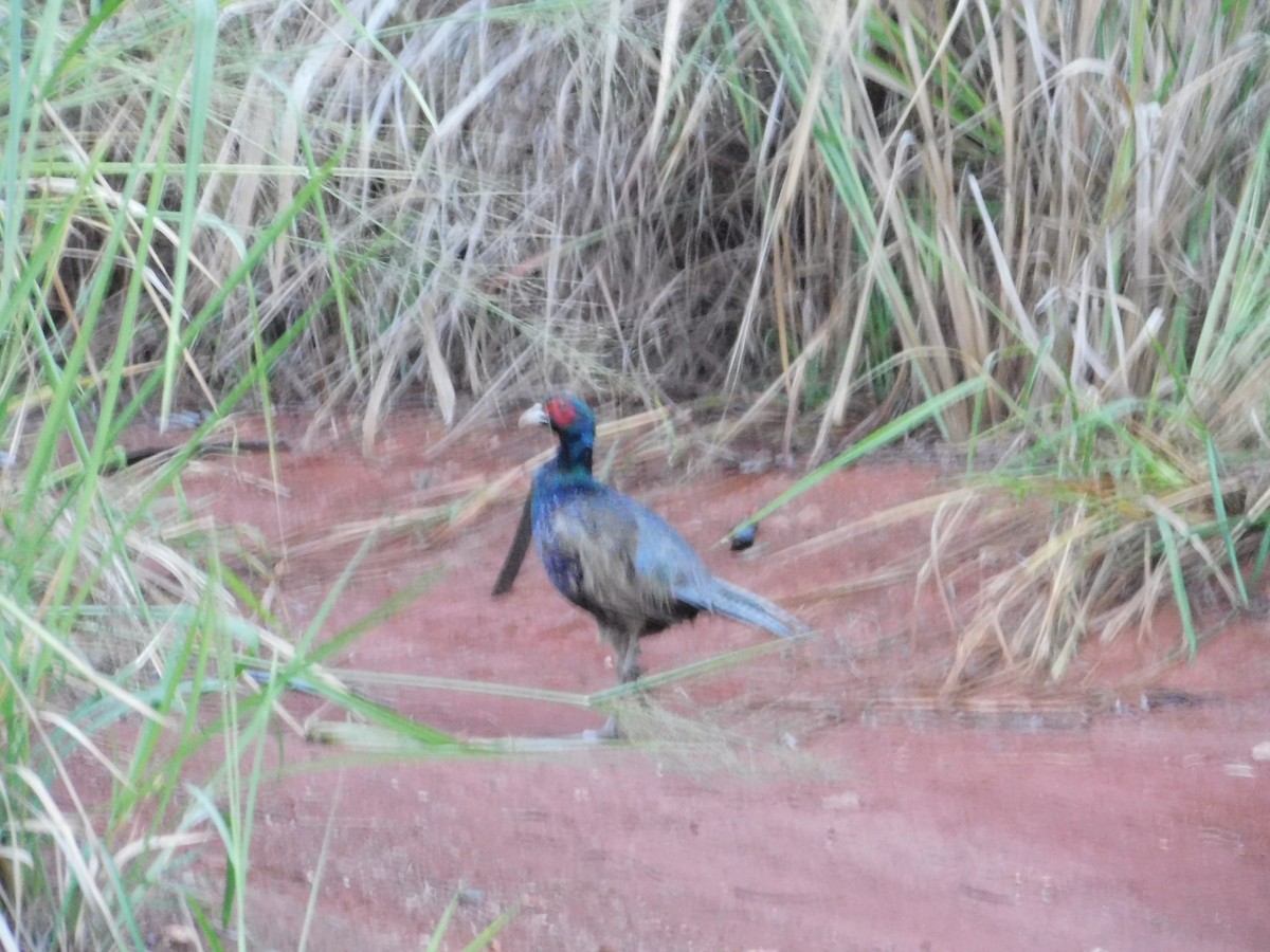 Ring-necked Pheasant - ML611882723