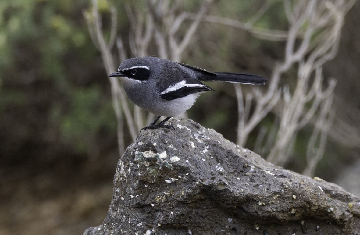 Fairy Flycatcher - ML611882746