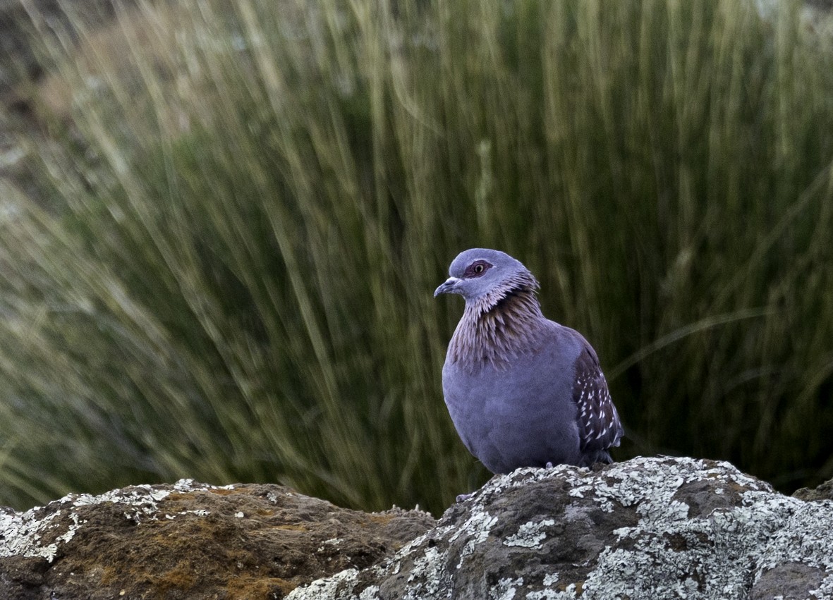 Speckled Pigeon - Sergio Rivero Beneitez