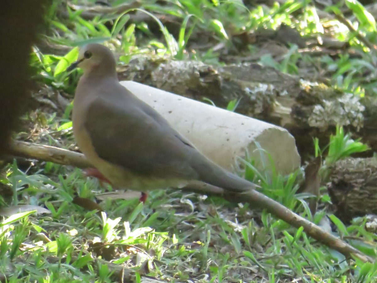 Colombe à front gris - ML611882804