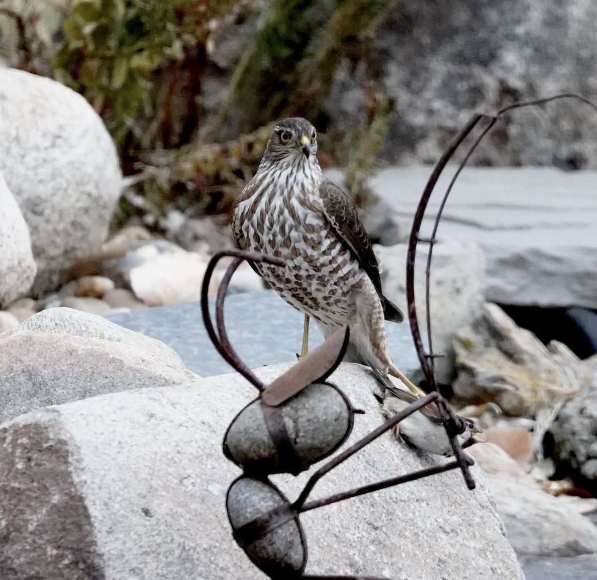 Sharp-shinned Hawk - ML611882813