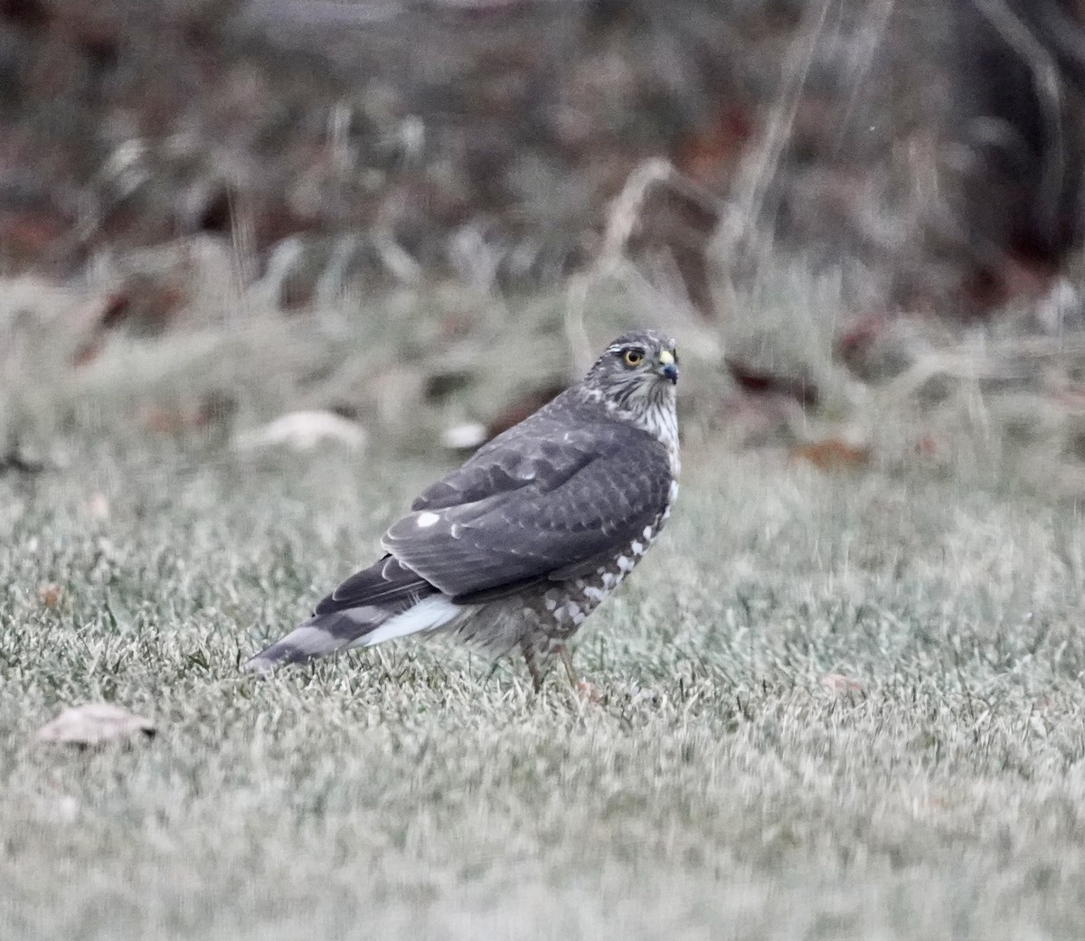 Sharp-shinned Hawk - ML611882814