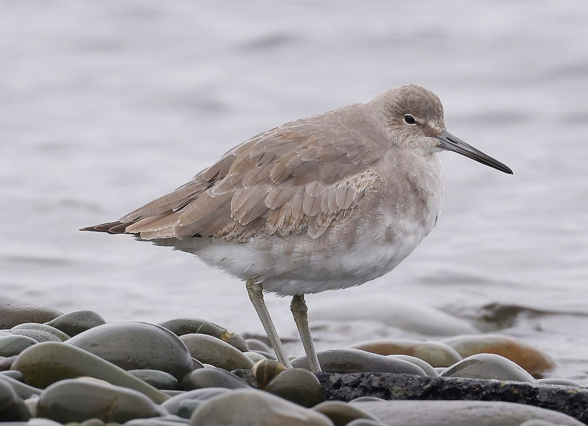 Willet - Charles Fitzpatrick