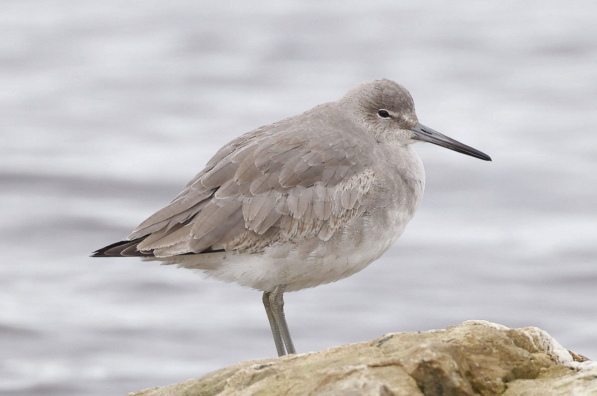 Willet - Charles Fitzpatrick