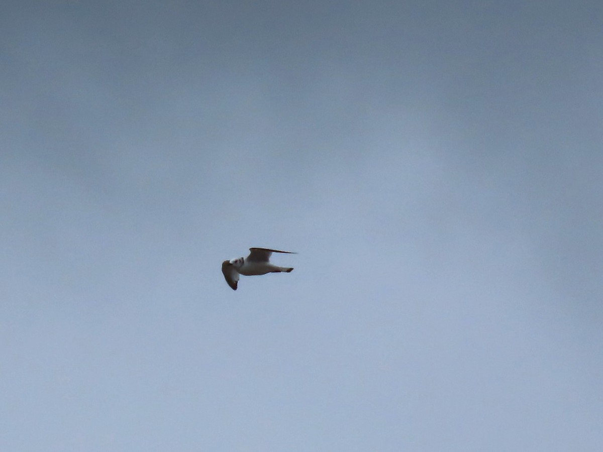 Black-legged Kittiwake - Roger Beuck