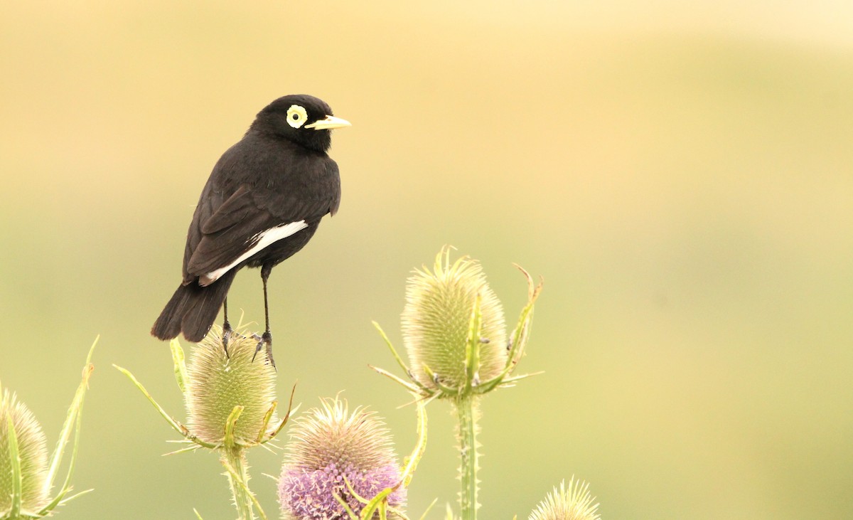 Spectacled Tyrant - ML611882954