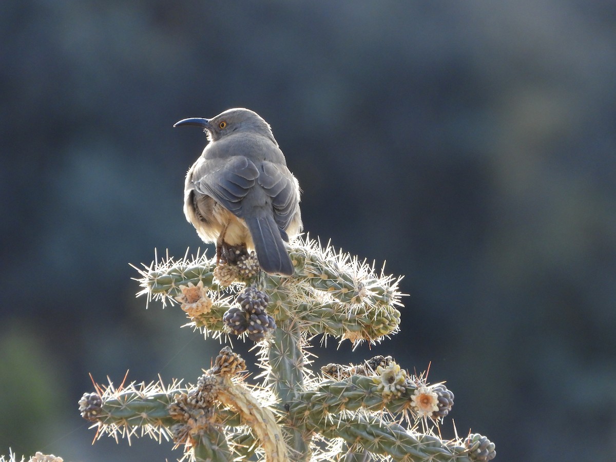 Curve-billed Thrasher - ML611882968