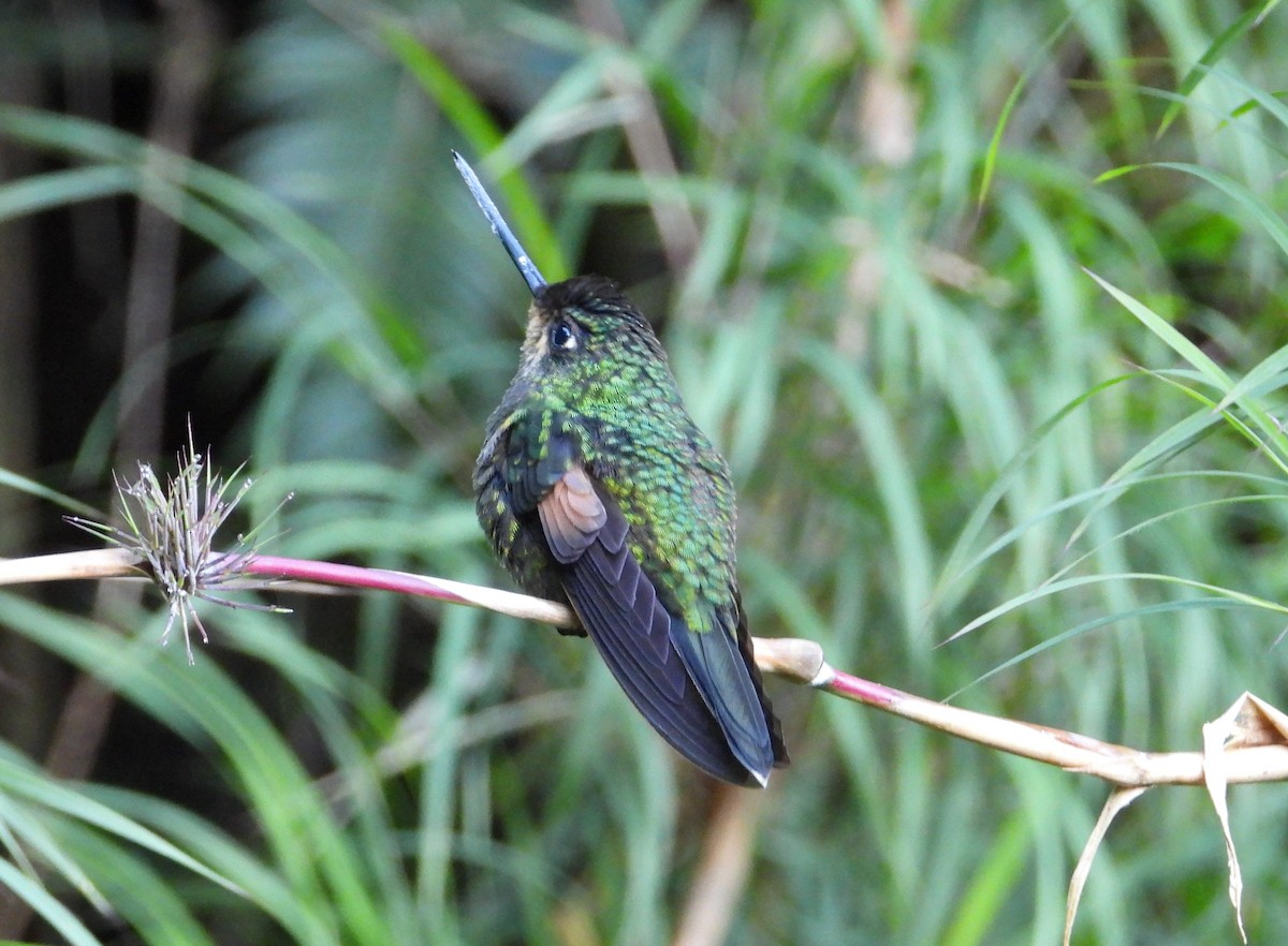 Buff-winged Starfrontlet - ML611883003