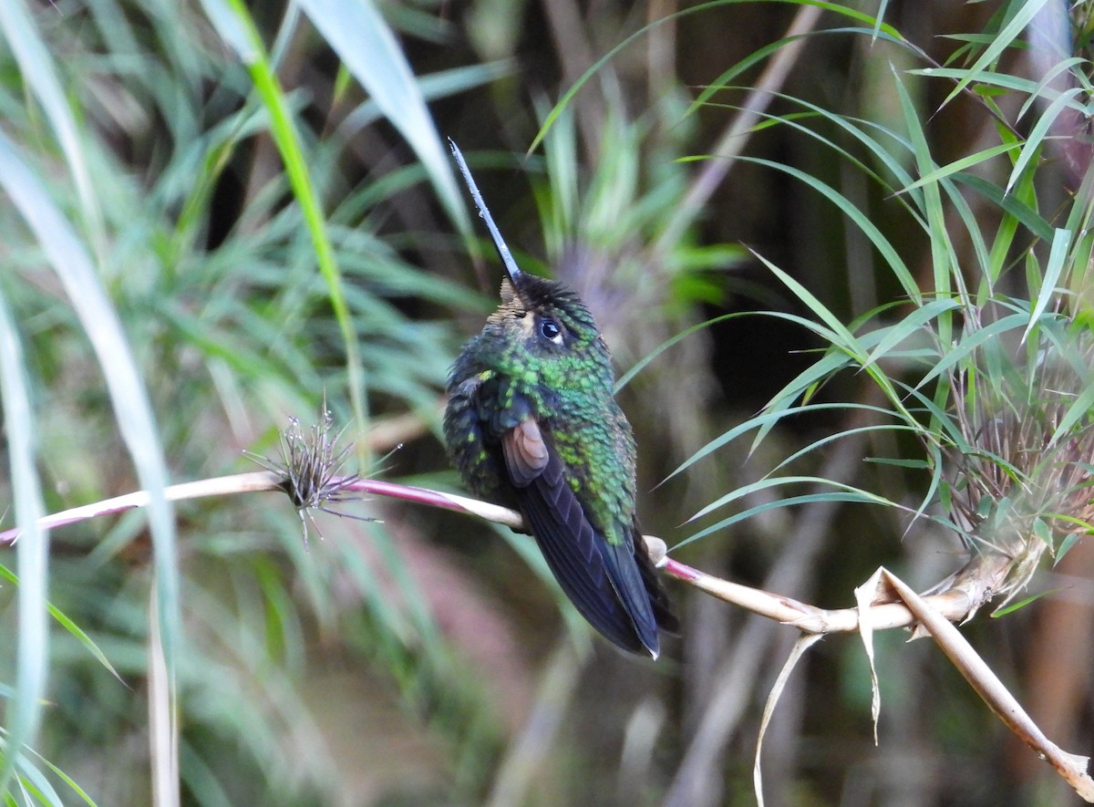 Buff-winged Starfrontlet - ML611883004