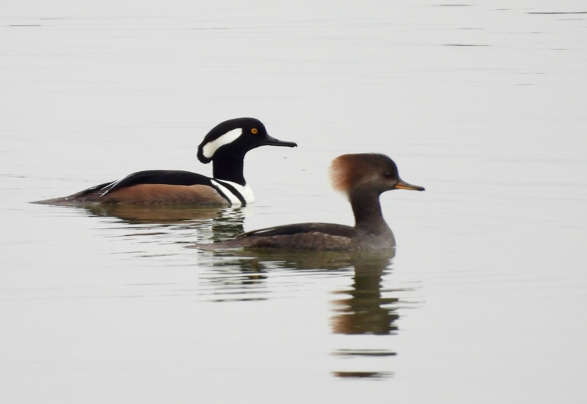 Hooded Merganser - ML611883046