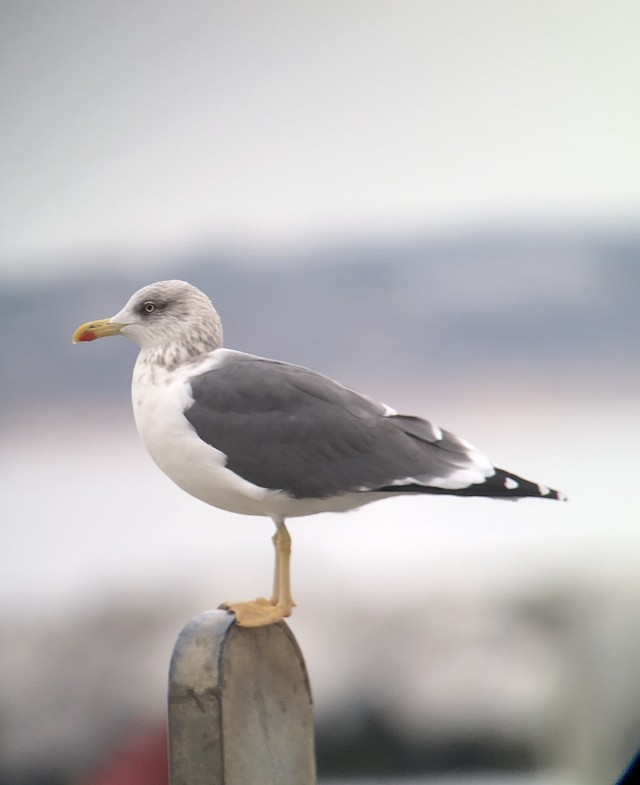 Lesser Black-backed Gull - ML611883145