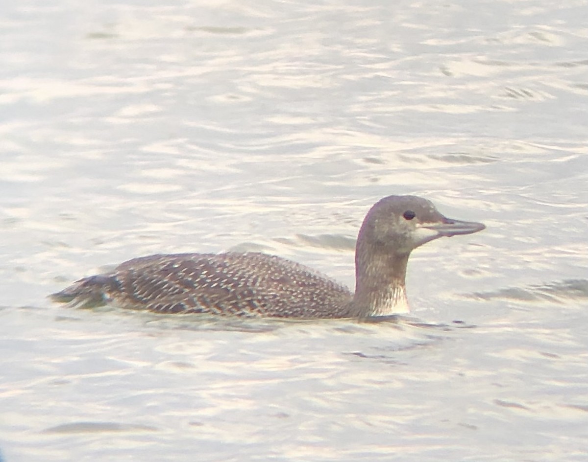 Red-throated Loon - ML611883255