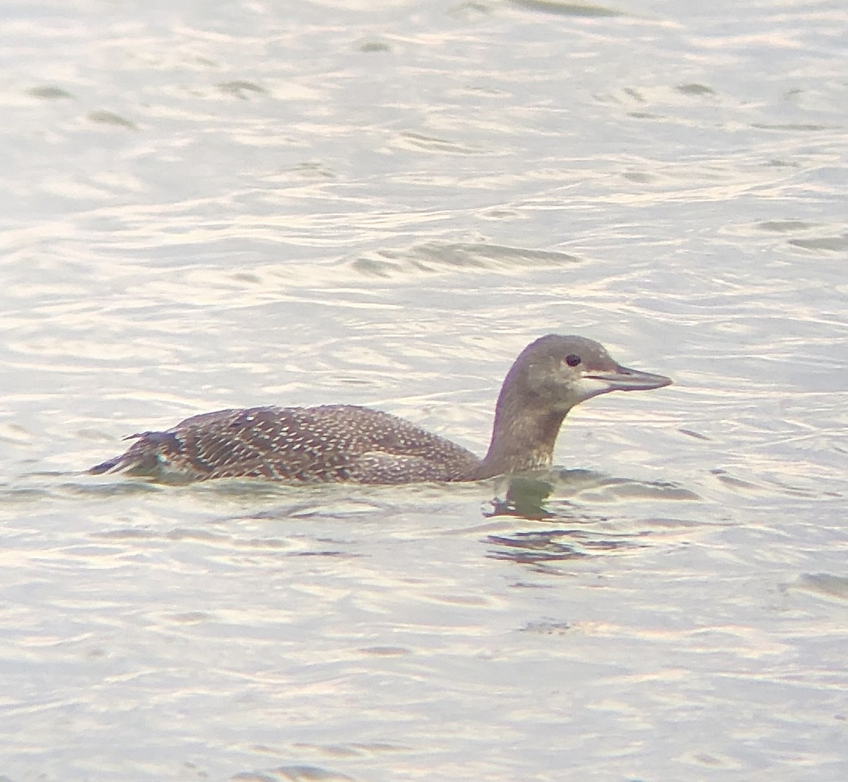 Red-throated Loon - ML611883256