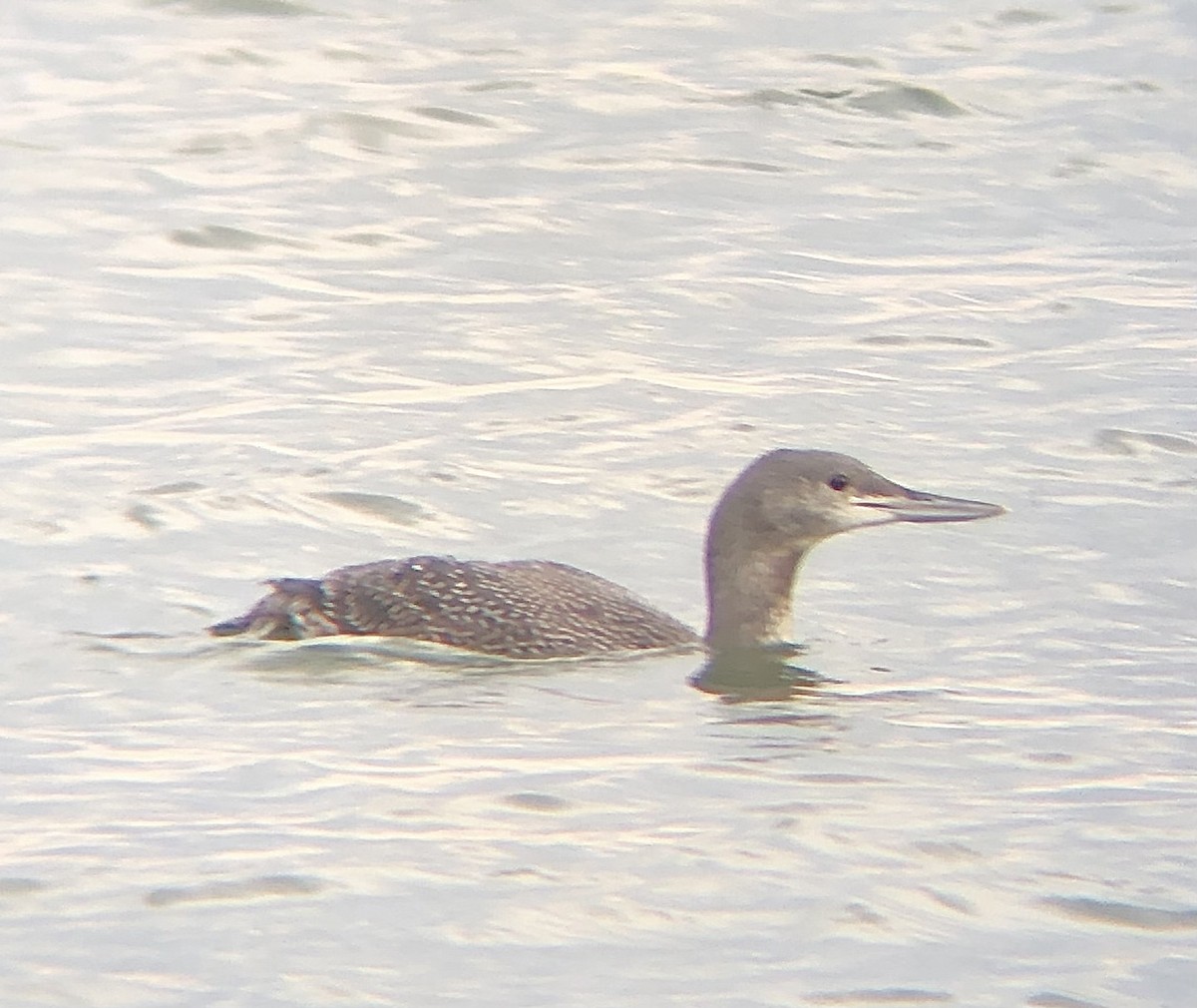 Red-throated Loon - ML611883257