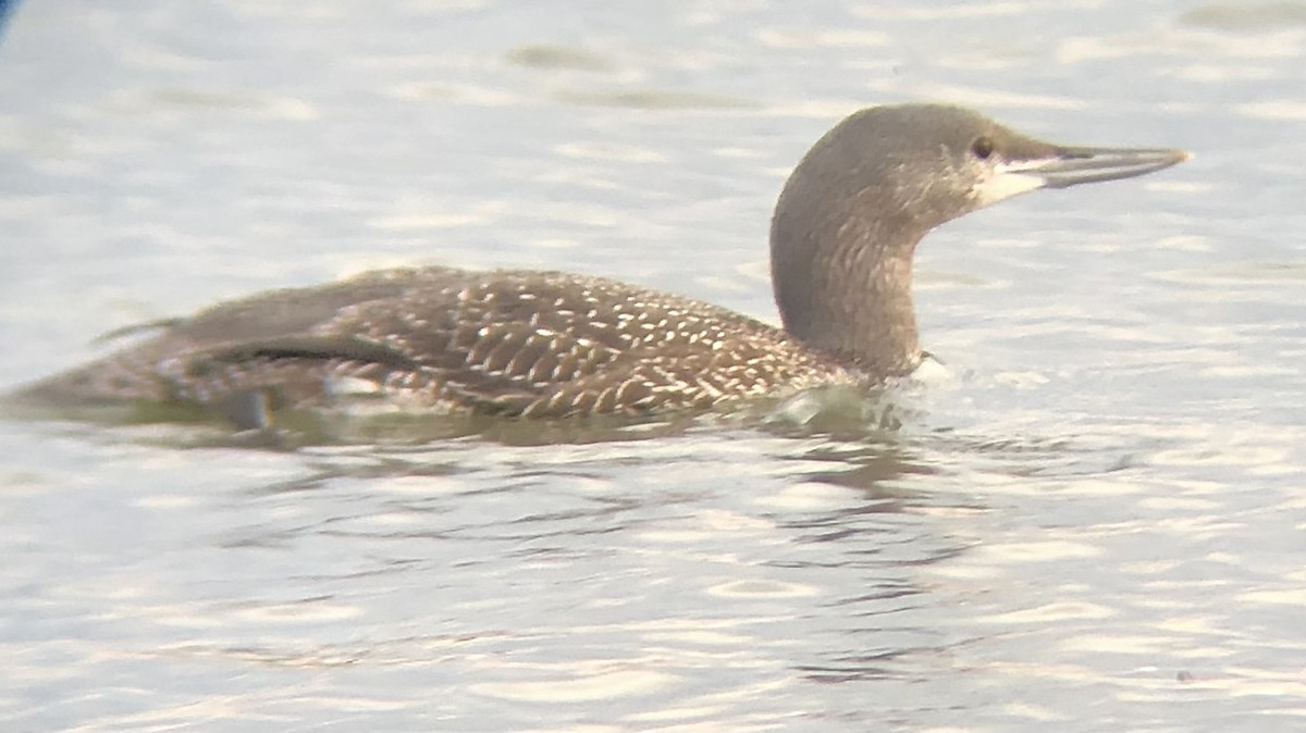 Red-throated Loon - KZ F