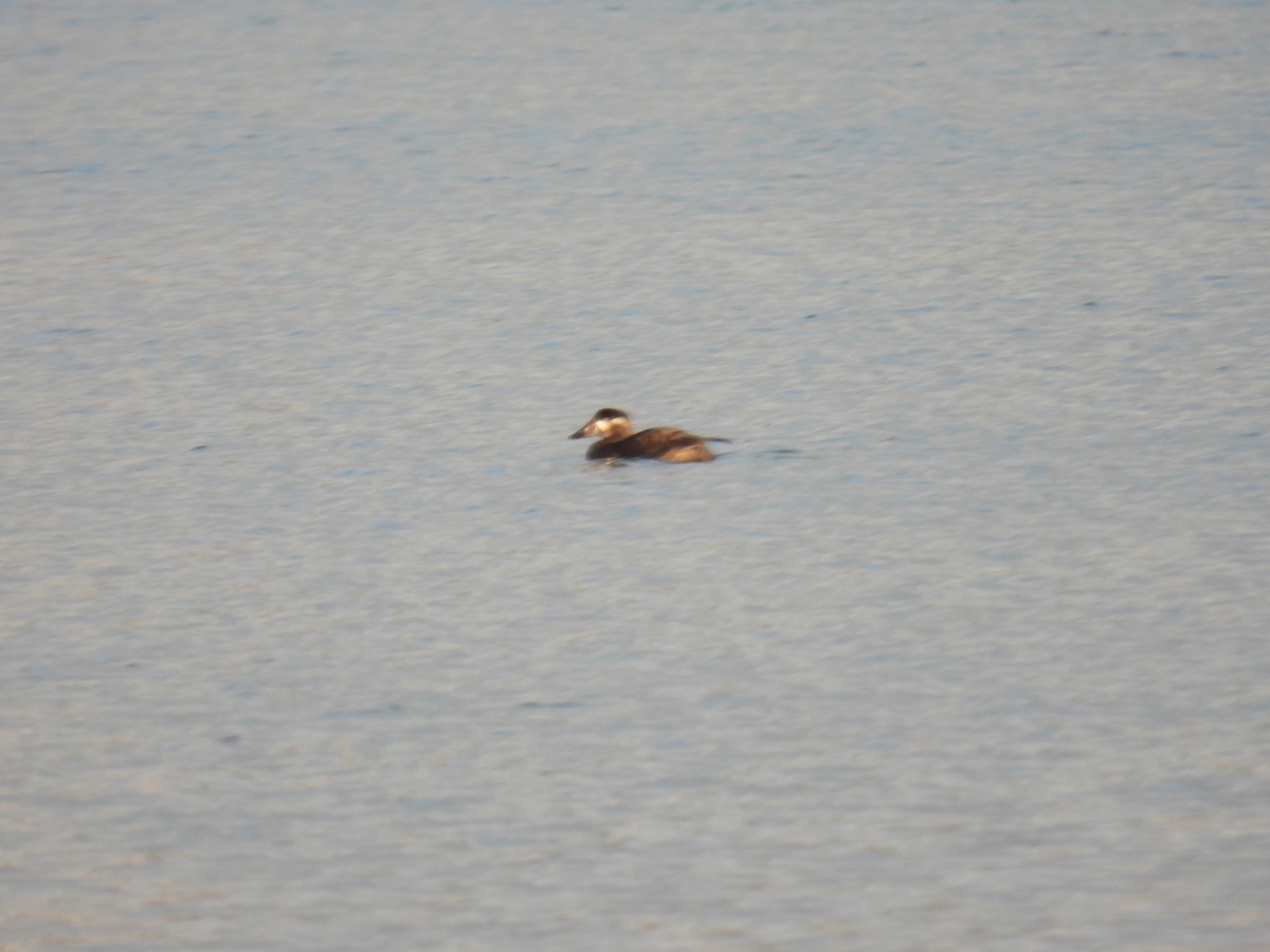 Surf Scoter - Elizabeth Brown