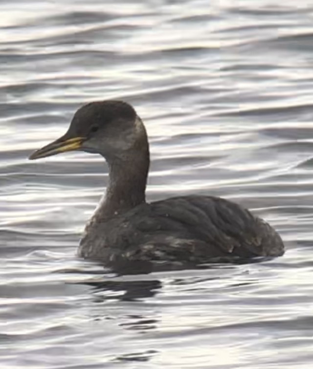 Red-necked Grebe - ML611883303