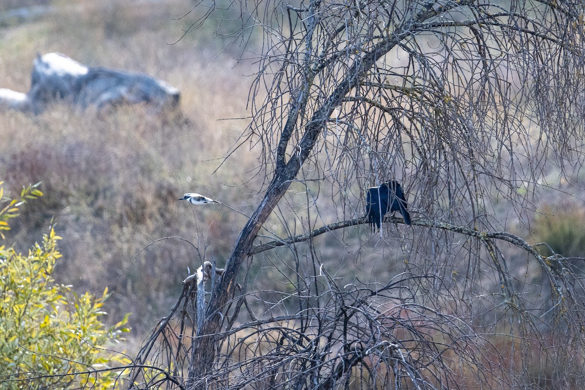 Belted Kingfisher - ML611883320