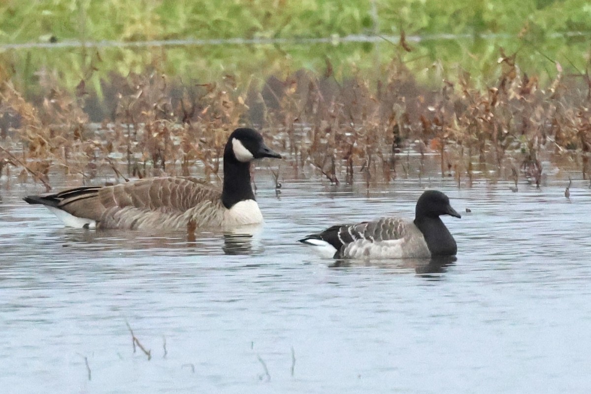 Brant - Sandra Horvath