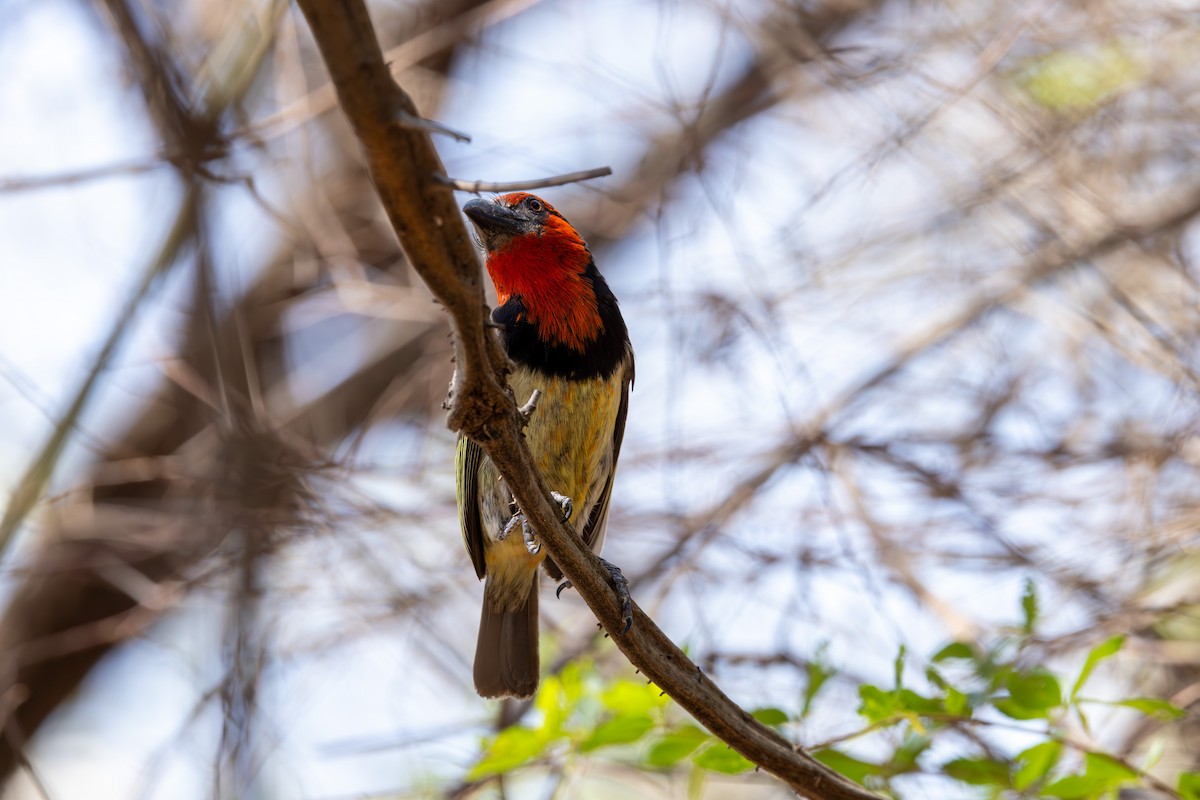 Black-collared Barbet - Mason Flint