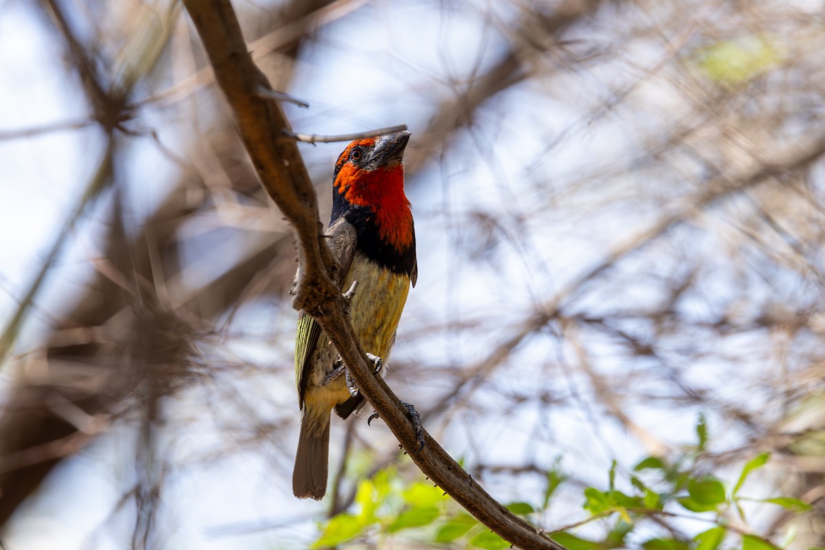 Black-collared Barbet - Mason Flint