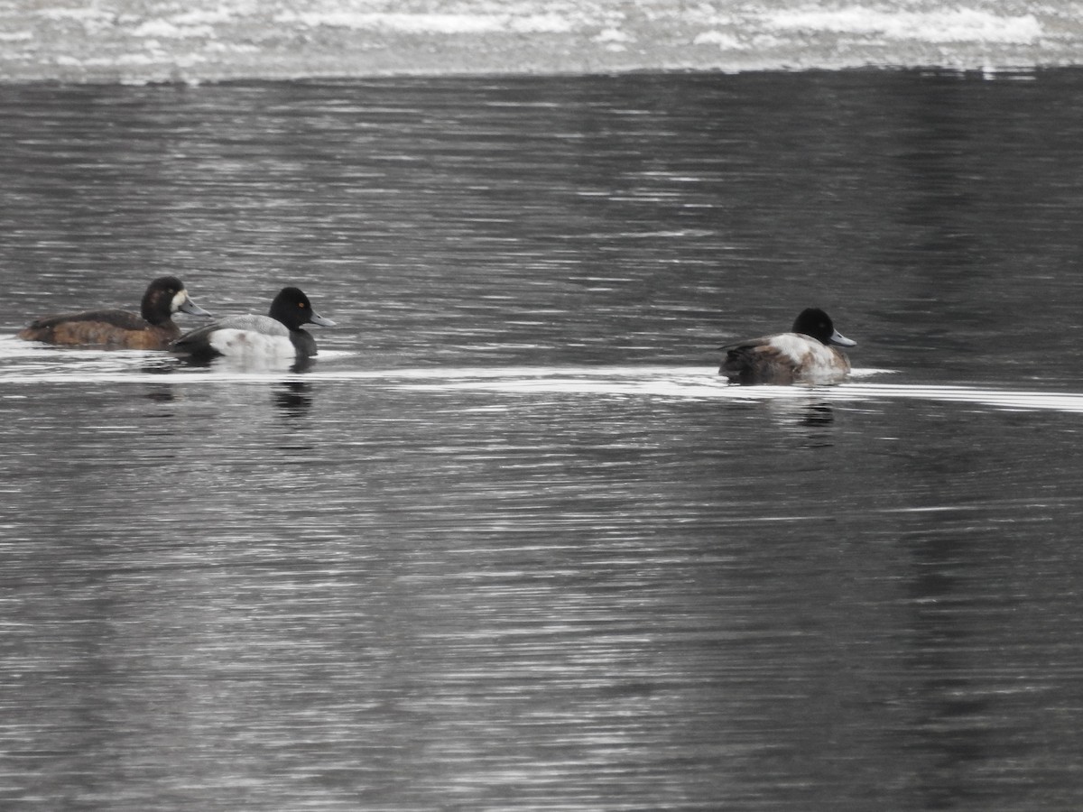Lesser Scaup - Andy McGivern