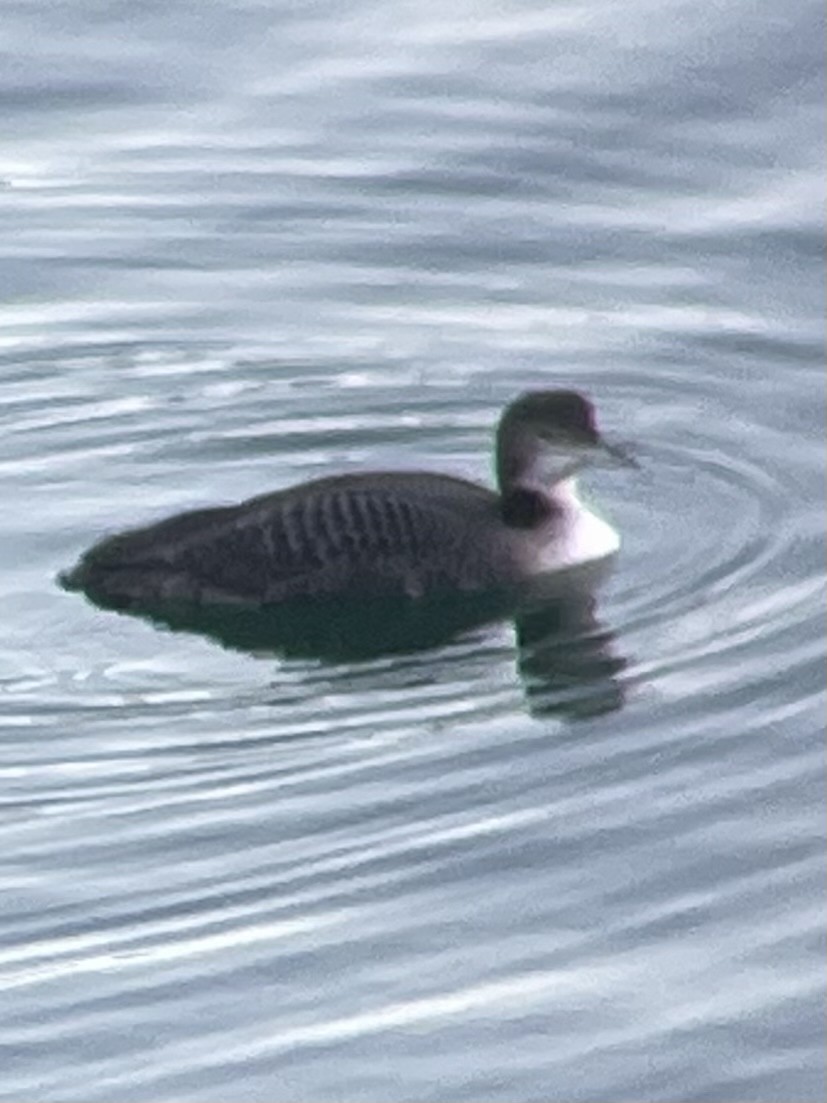 Common Loon - ML611883508