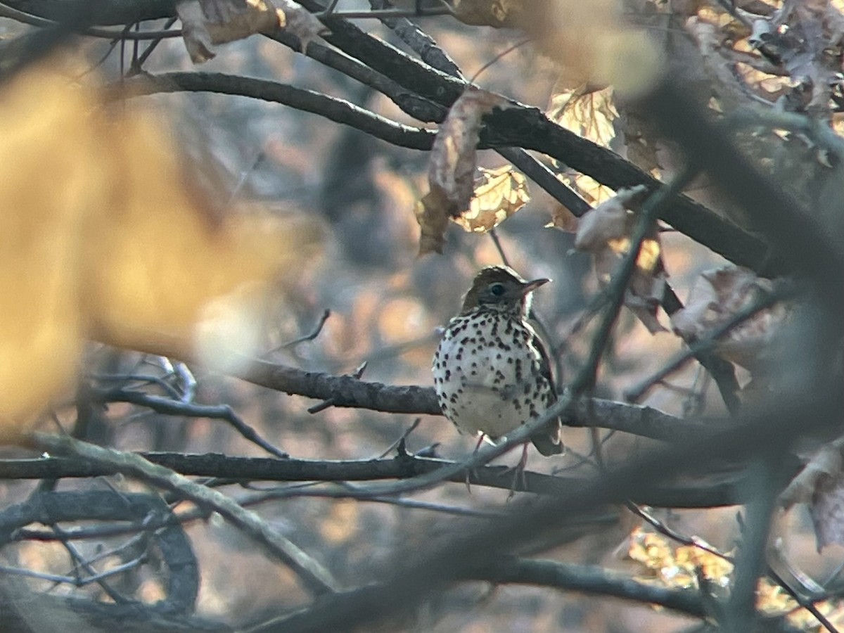 Wood Thrush - ML611883532