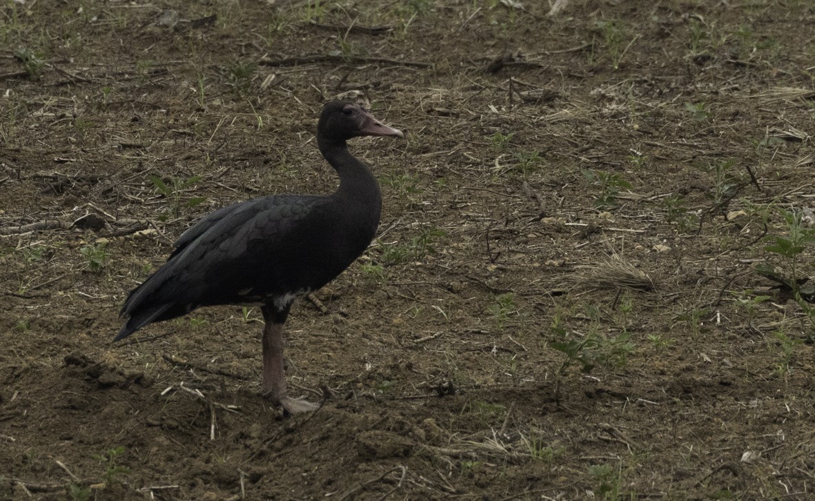 Spur-winged Goose - ML611883591