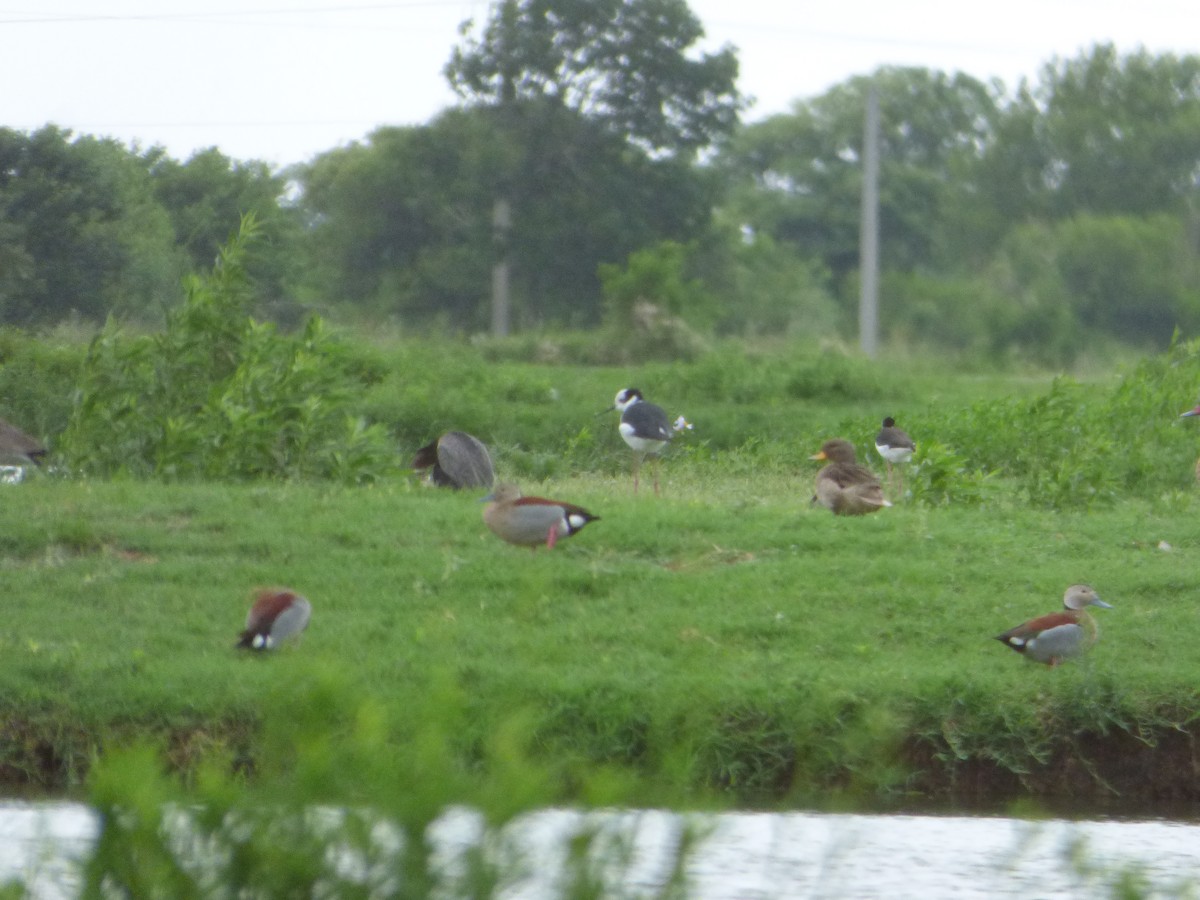 Ringed Teal - ML611883596