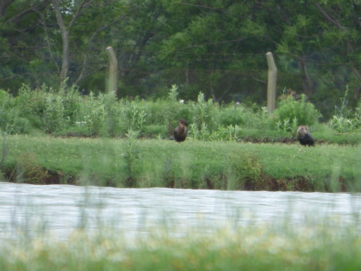 Neotropic Cormorant - ML611883621