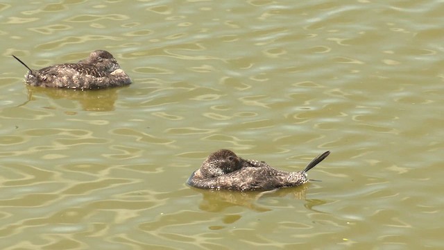 Blue-billed Duck - ML611883788