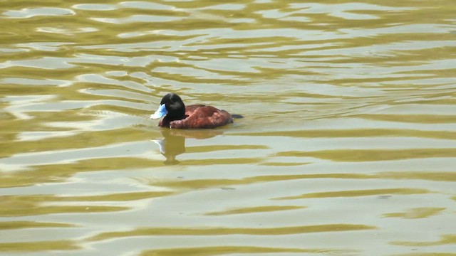 Blue-billed Duck - ML611883795