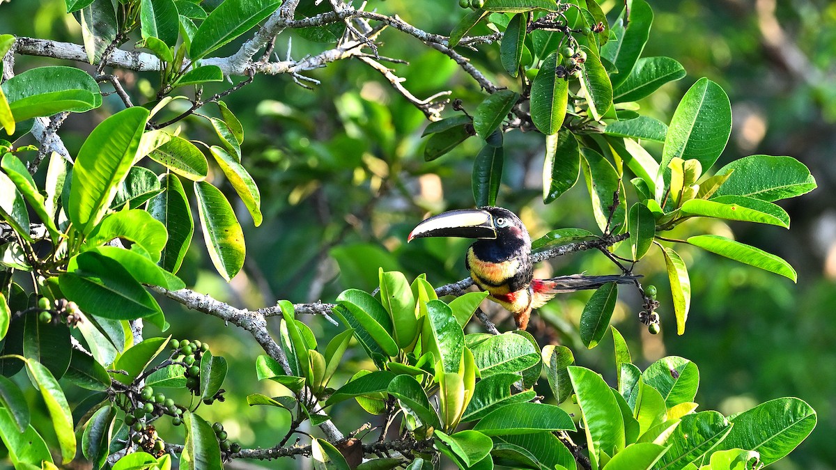 Many-banded Aracari - ML611883801