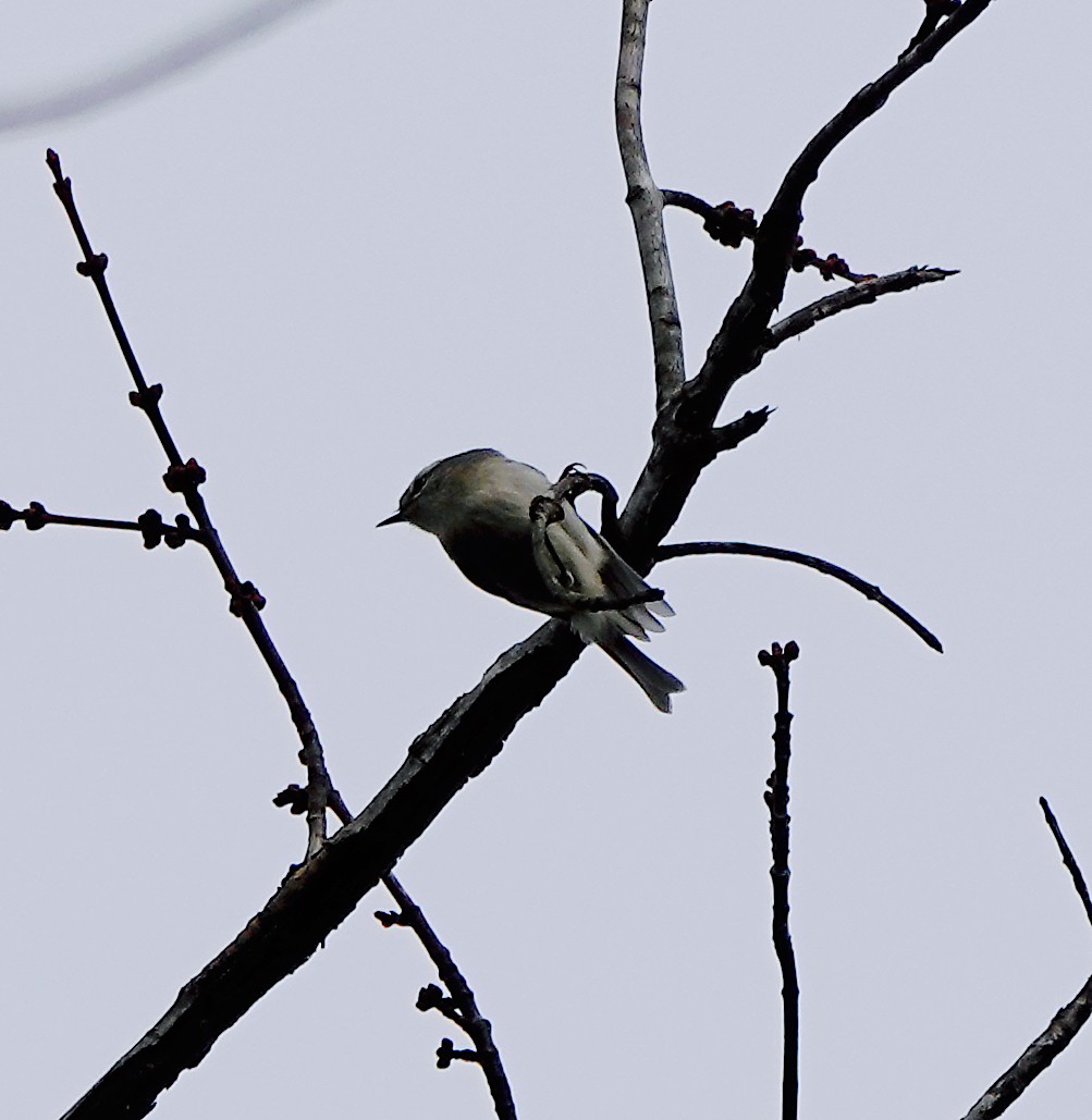 Golden-crowned Kinglet - Frank Wang